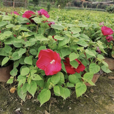 红芙蓉性价比高的芙蓉菊18杯芙蓉菊开花效果量大