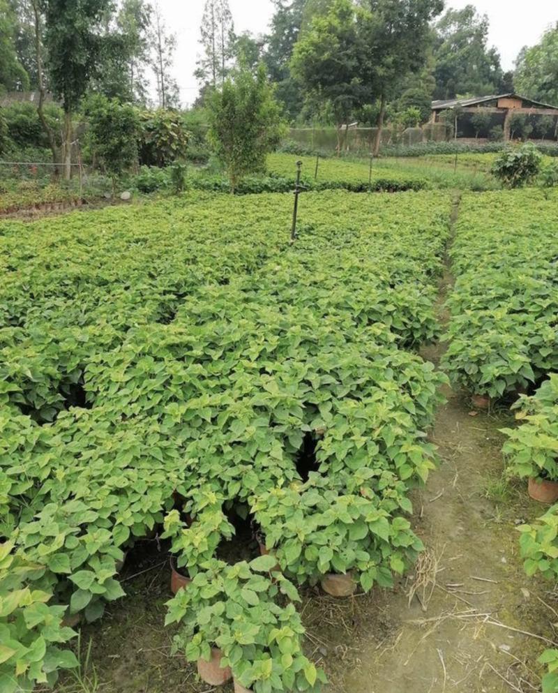 红芙蓉性价比高的芙蓉菊18杯芙蓉菊开花效果量大