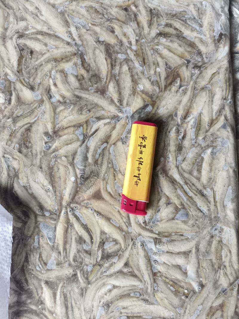 冷冻麦税