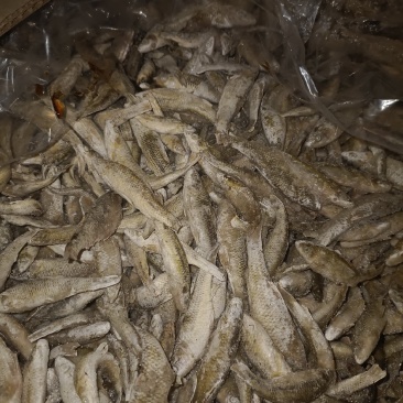 冷冻麦税