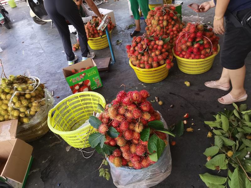 海南特产热带水果红毛丹，毛荔枝