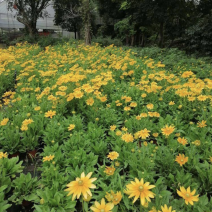 金光菊16杯出售开花金光菊价格优惠墓地批发出售