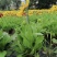 金光菊16杯出售开花金光菊价格优惠墓地批发出售