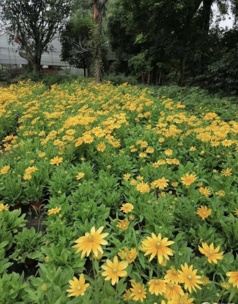 金光菊16杯出售开花金光菊价格优惠墓地批发出售