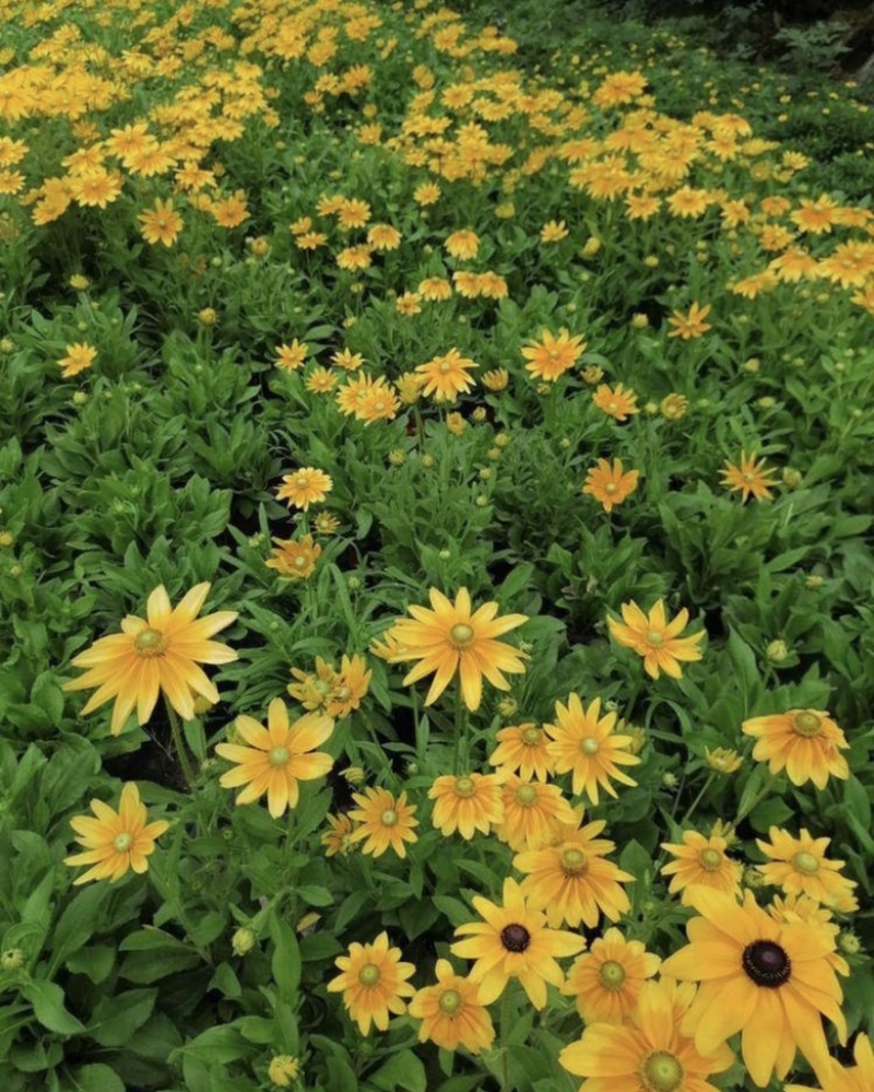 金光菊16杯出售开花金光菊价格优惠墓地批发出售