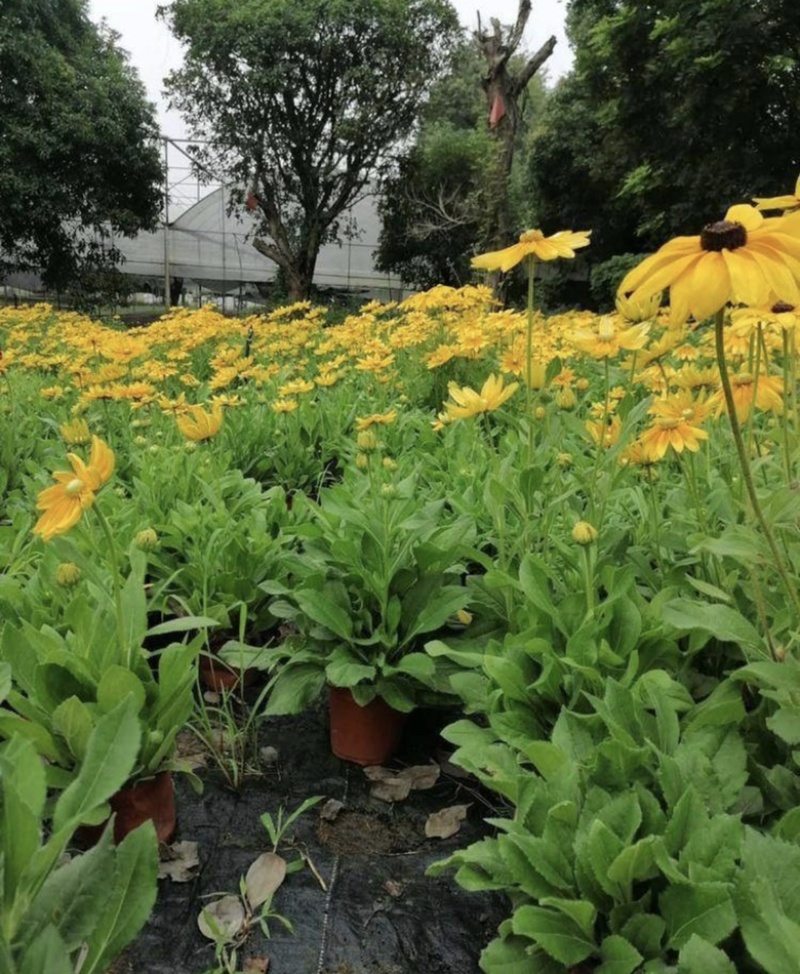 金光菊16杯出售开花金光菊价格优惠墓地批发出售