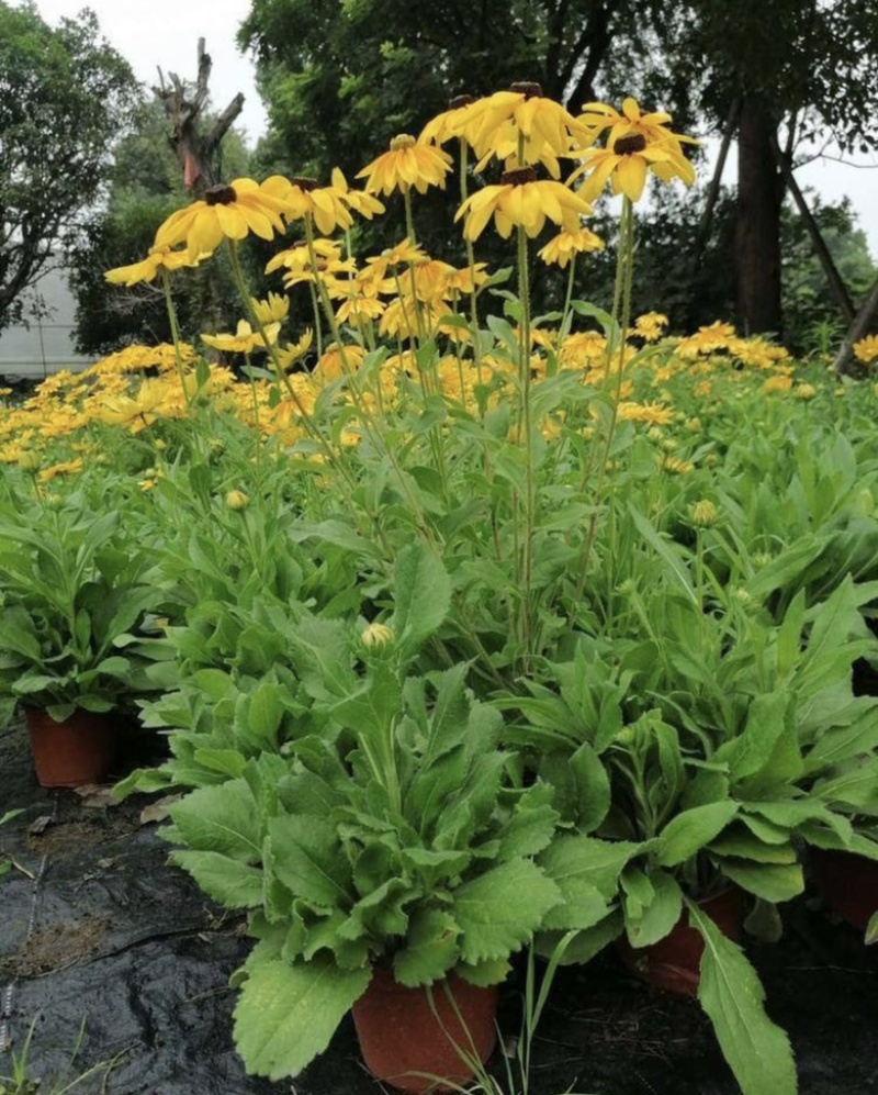 金光菊16杯出售开花金光菊价格优惠墓地批发出售