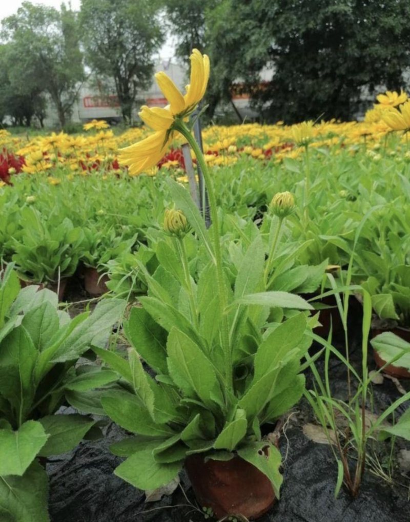金光菊16杯出售开花金光菊价格优惠墓地批发出售