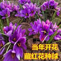 藏红花种球根药用番红花盆栽植物花卉苗种子西红花耐寒冬季多