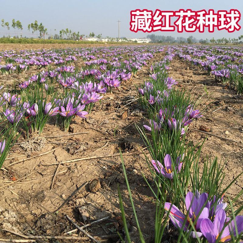 藏红花种球根药用番红花盆栽植物花卉苗种子西红花耐寒冬季多