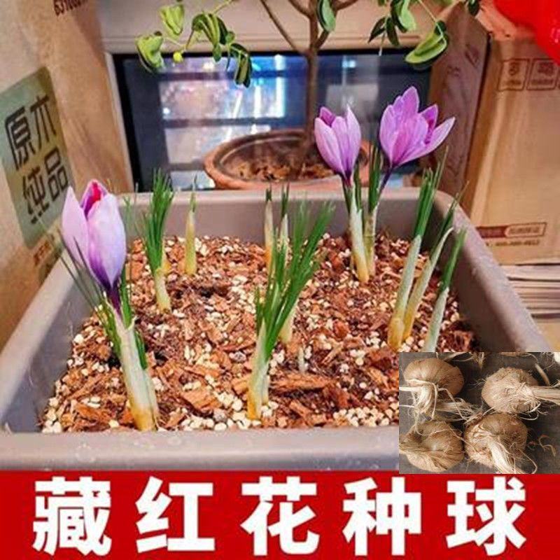 藏红花种球根药用番红花盆栽植物花卉苗种子西红花耐寒冬季多