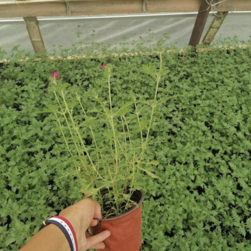 双色杯美女樱出售基地批发私聊议价量大从优