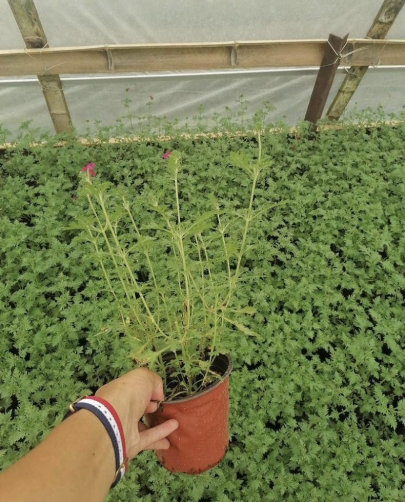 双色杯美女樱出售基地批发私聊议价量大从优