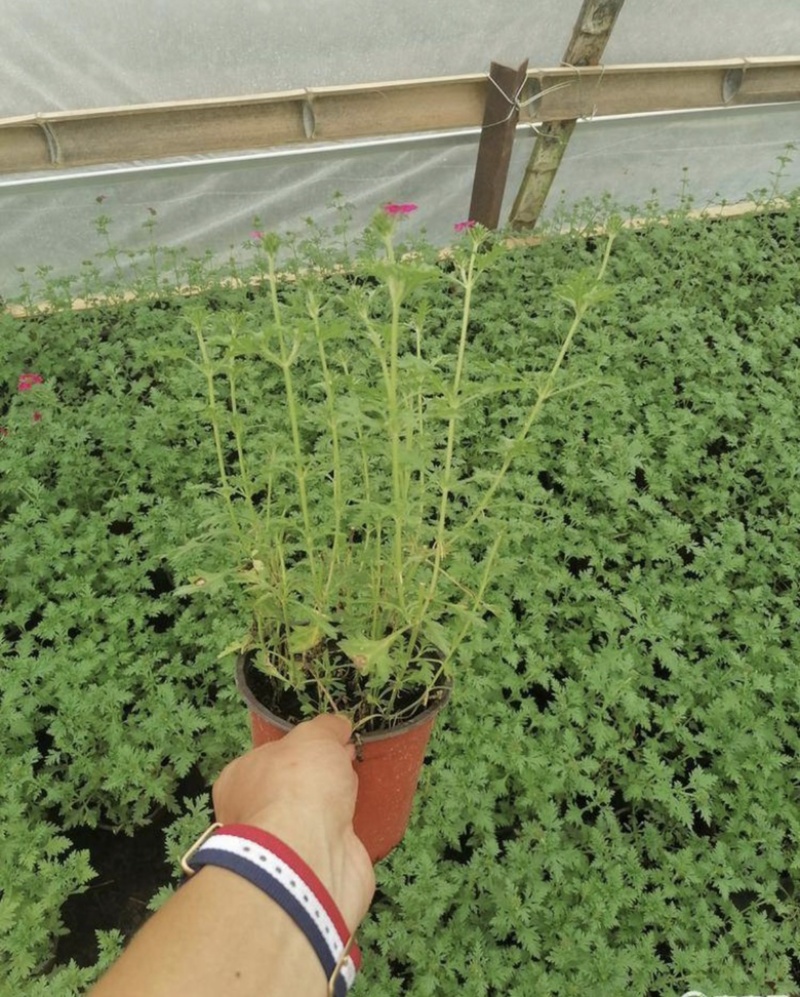 双色杯美女樱出售基地批发私聊议价量大从优