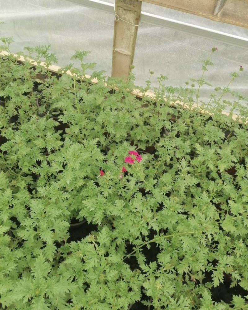 双色杯美女樱出售基地批发私聊议价量大从优