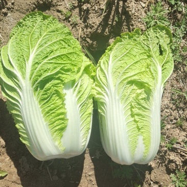 蔚县旱地黄心大白菜