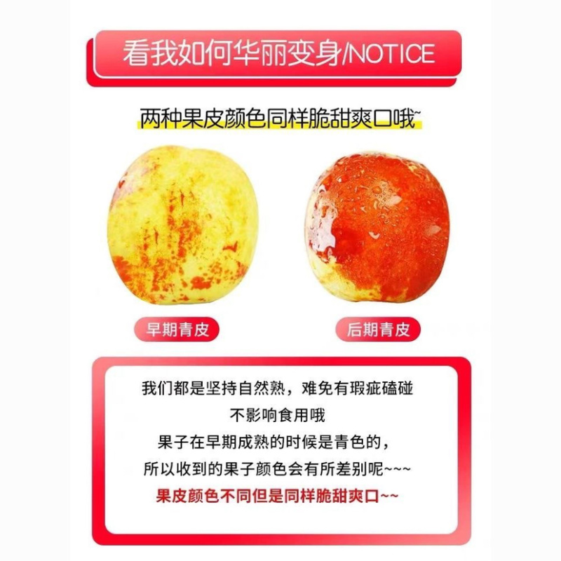 沾化冬枣，沾化二代冬枣，大枣，脆枣
