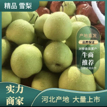 河北赵县雪花梨，产区直发，质量有保证，可视频看货需要的了