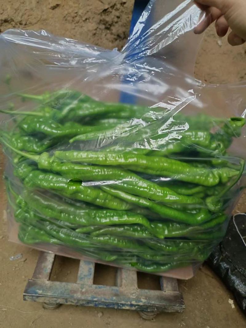 各种蔬菜，豆类，叶菜