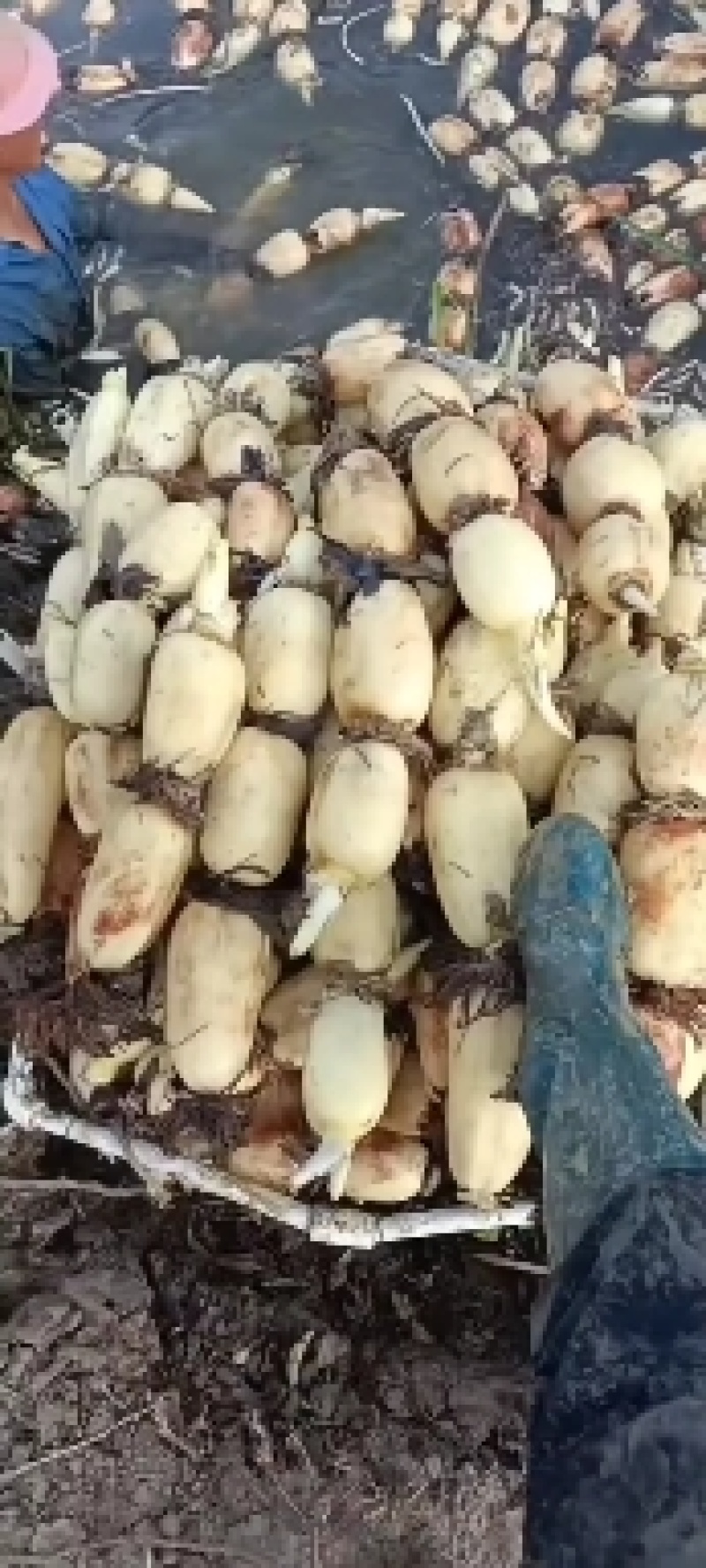 莲藕，35莲藕，皮色特白，个头大，藕节圆润，皮薄肉厚