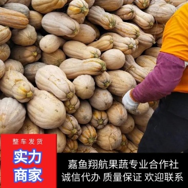 金韩蜜本南瓜湖北嘉鱼翔航果蔬蔬菜专业合作社大量供应