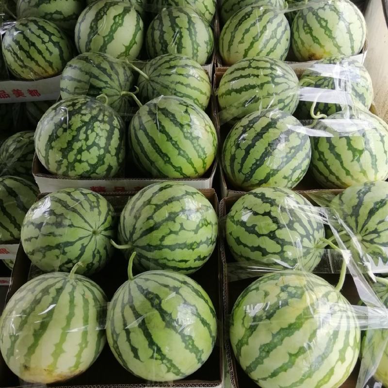 大棚美都，规格4-10斤，糖度13左右，皮靓红瓤清甜