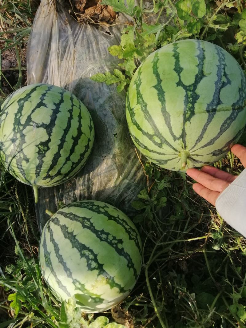 大棚美都，规格4-10斤，糖度13左右，皮靓红瓤清甜