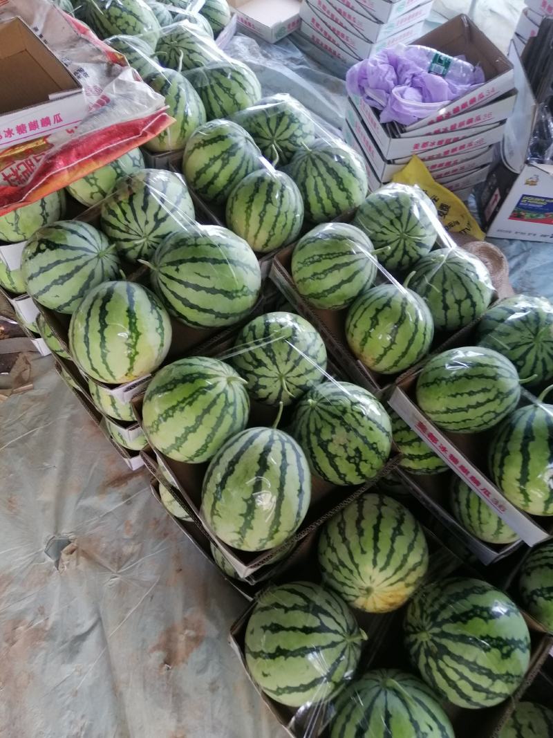 大棚美都，规格4-10斤，糖度13左右，皮靓红瓤清甜