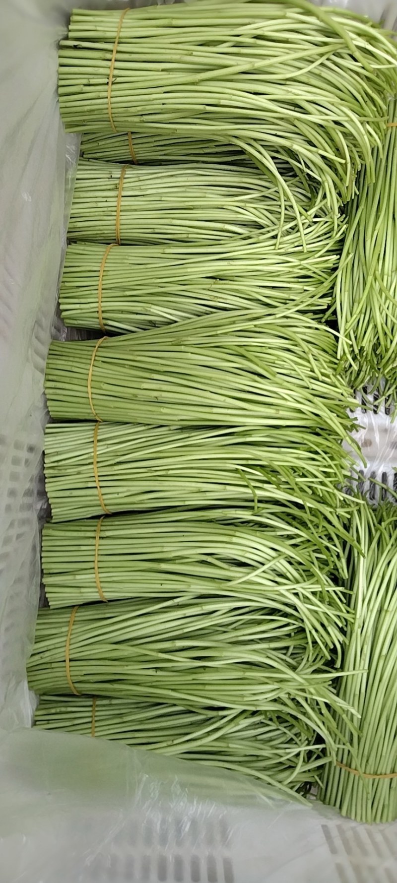 大量现货