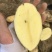 【荐】黄心土豆土豆马铃薯保质保量一手货源价格低