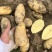 【荐】黄心土豆土豆马铃薯保质保量一手货源价格低