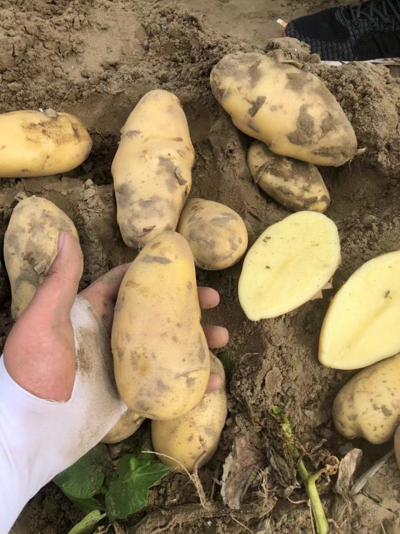 【荐】黄心土豆土豆马铃薯保质保量一手货源价格低