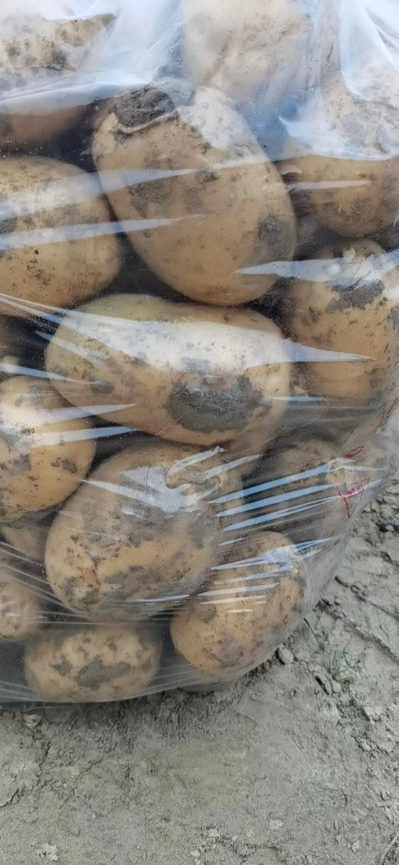 【荐】黄心土豆土豆马铃薯保质保量一手货源价格低