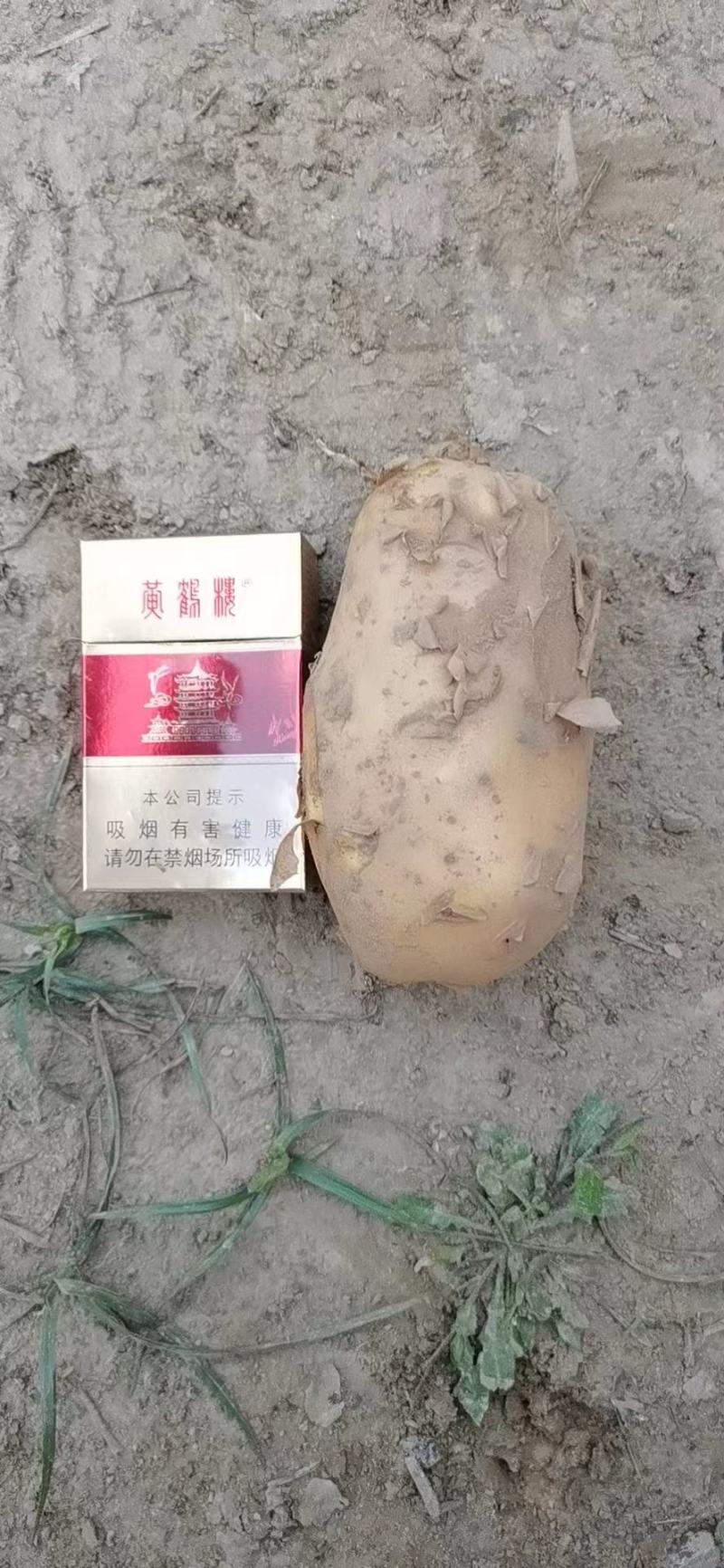 【荐】黄心土豆土豆马铃薯保质保量一手货源价格低
