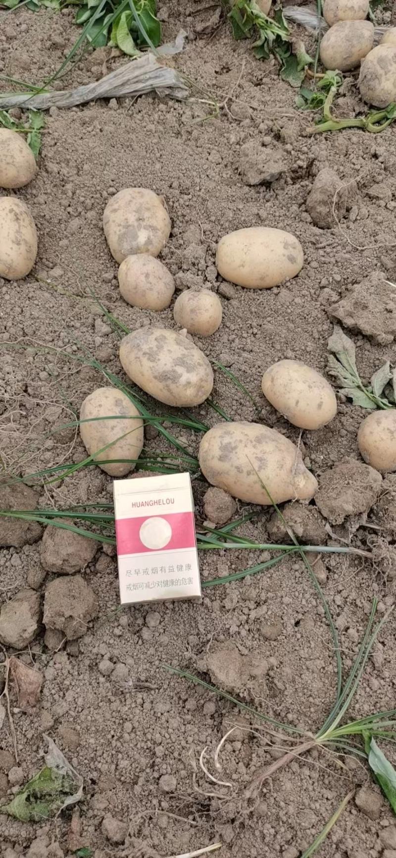 【荐】黄心土豆土豆马铃薯保质保量一手货源价格低