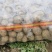 【荐】黄心土豆土豆马铃薯保质保量一手货源价格低