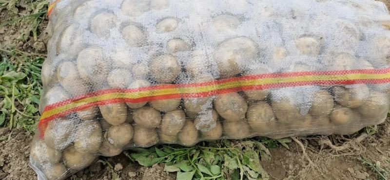 【荐】黄心土豆土豆马铃薯保质保量一手货源价格低