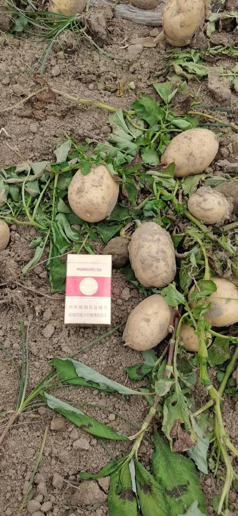 【荐】黄心土豆土豆马铃薯保质保量一手货源价格低