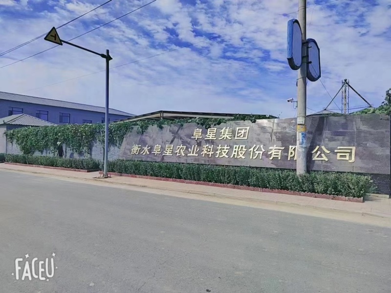 河北衡水阜城红高梁冀酿二号净梁袋装可视频欢迎前来电话订购