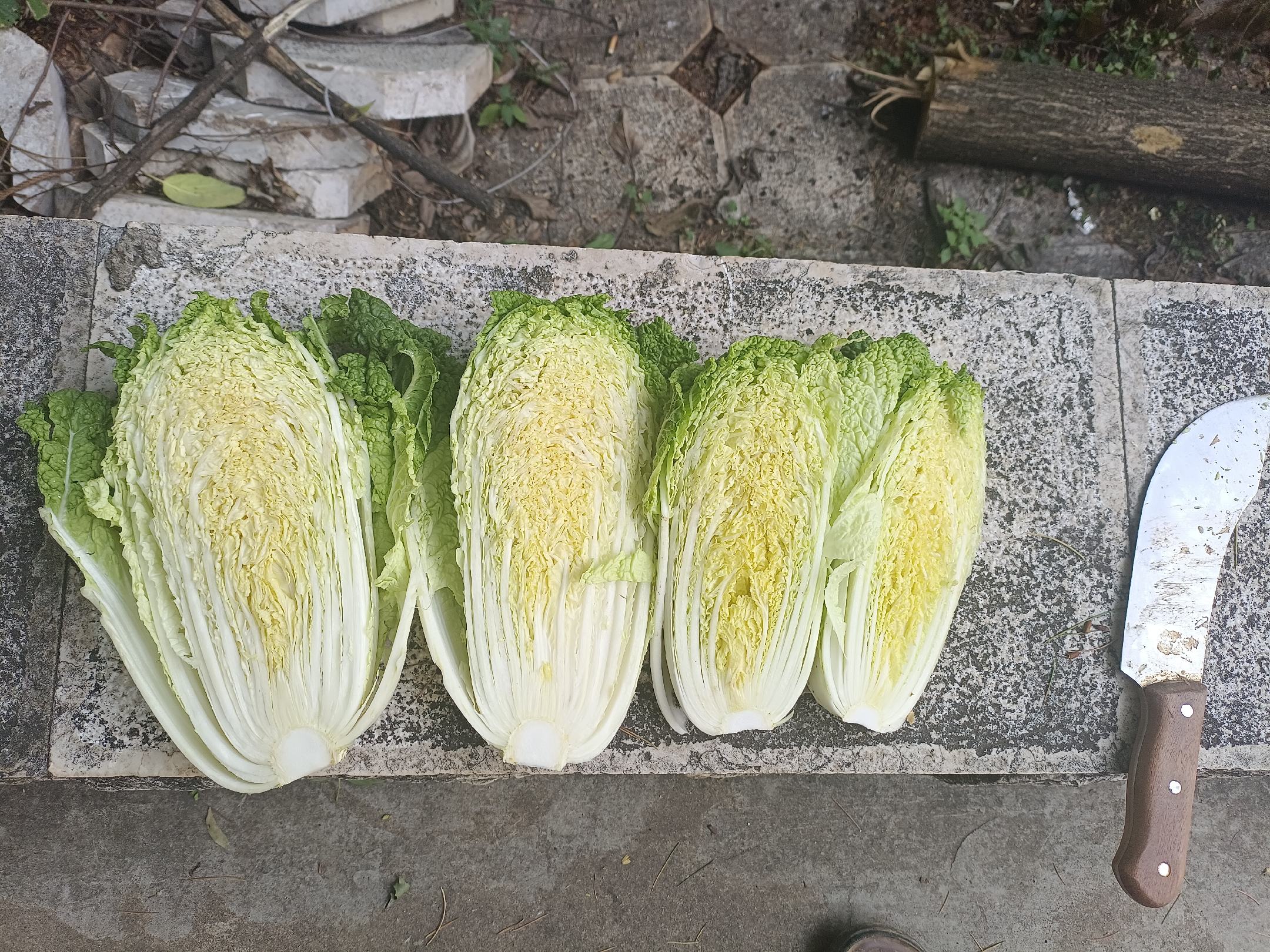 娃娃菜清洗与切分过程
