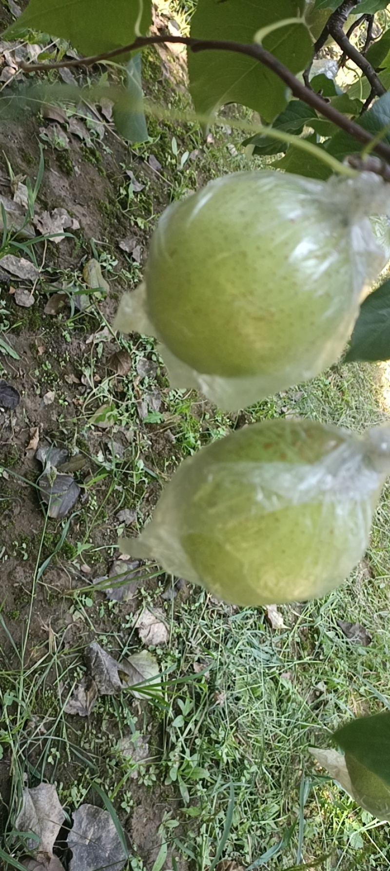 自家种的鸭梨，个大皮薄肉多汁多，阳信县大鸭梨