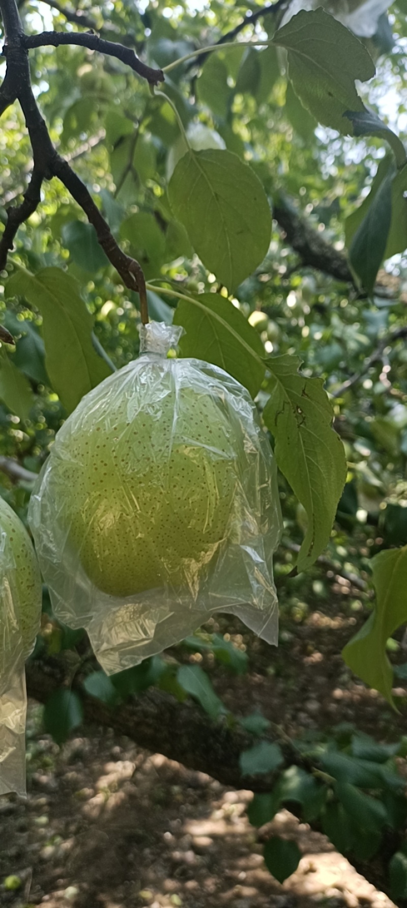 自家种的鸭梨，个大皮薄肉多汁多，阳信县大鸭梨