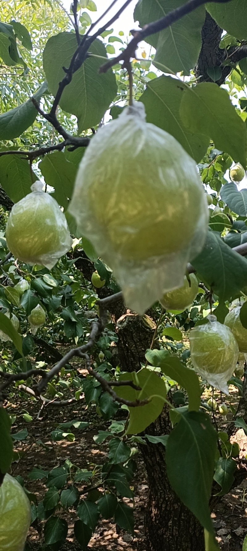自家种的鸭梨，个大皮薄肉多汁多，阳信县大鸭梨