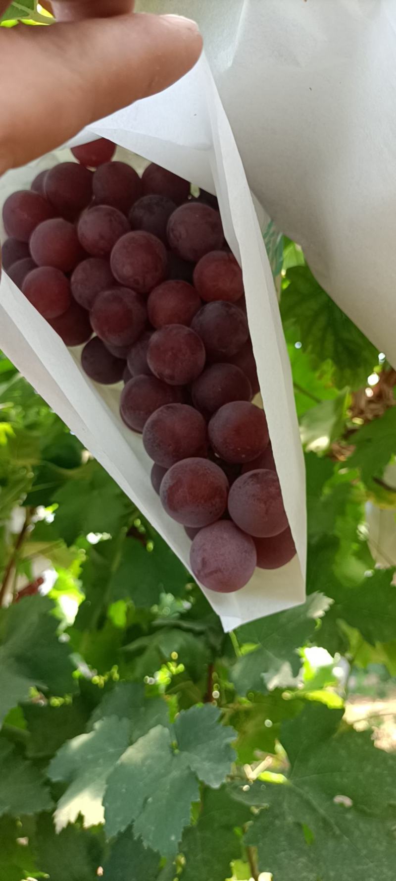 精品红提