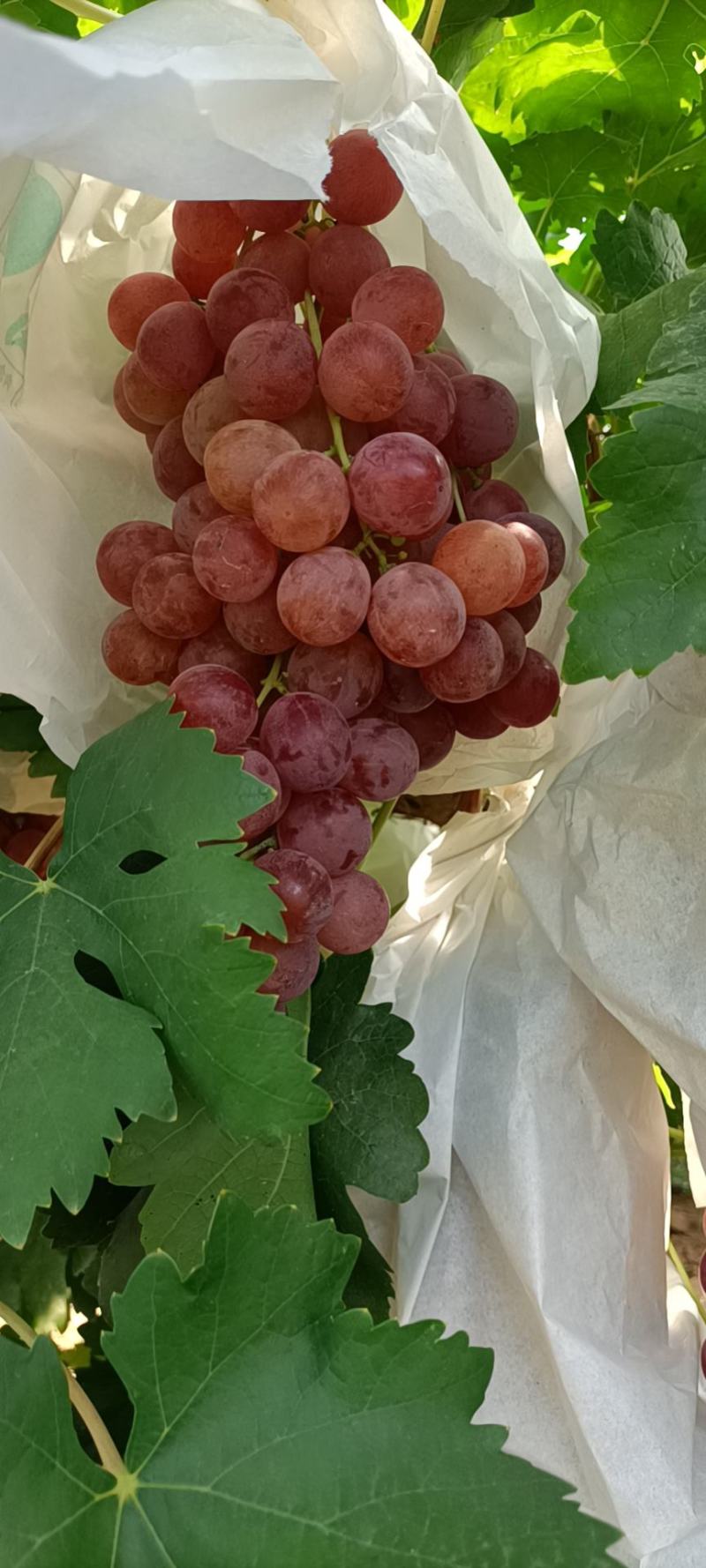 精品红提