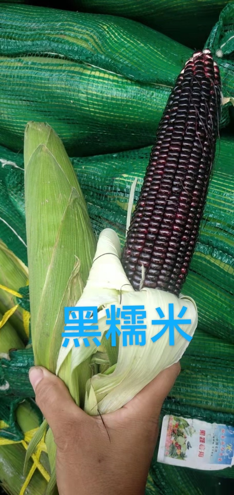 粤通农业种植股份有限公司，专业种植各种玉米，