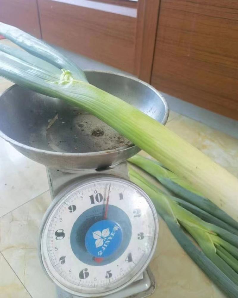 扶余铁杆大葱上市，需要的提前预定，价格合理