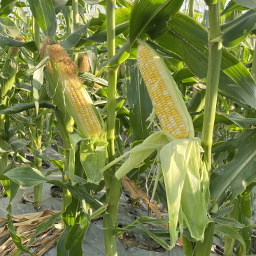 粤通农业种植股份有限公司，专业种植各种玉米，