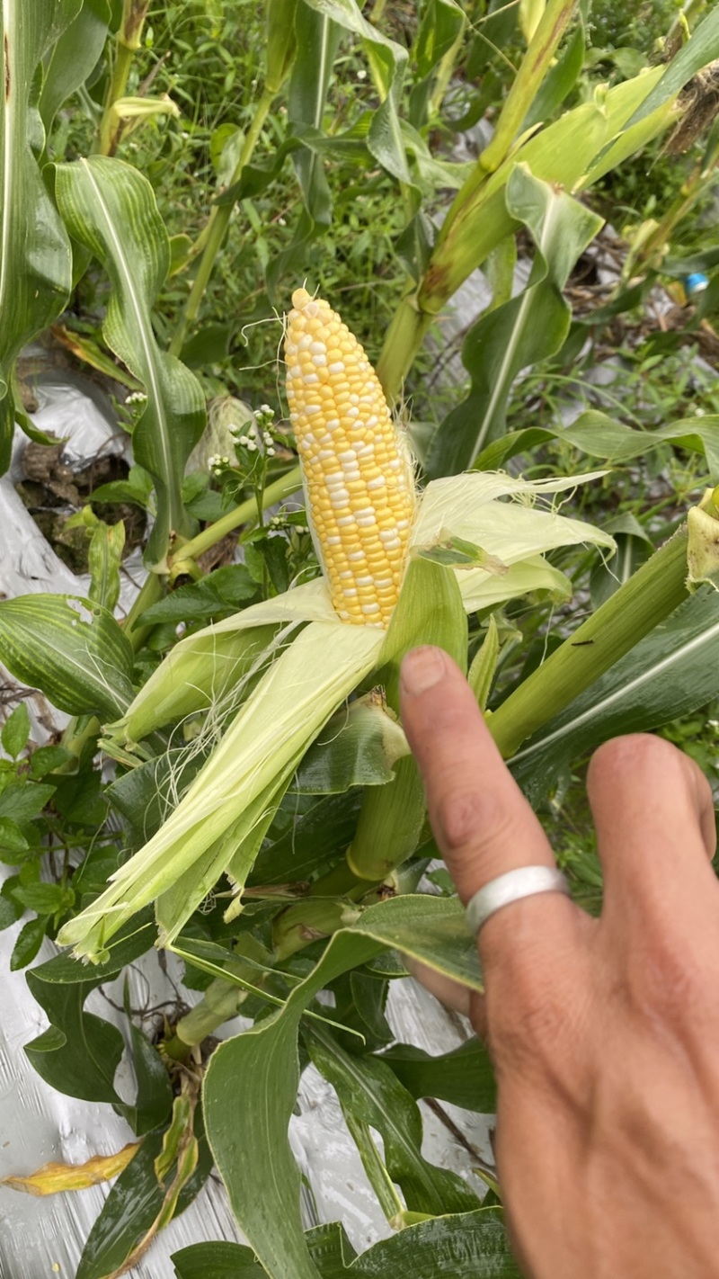 11号加甜白糯精品水果玉米，货源充足，颗粒饱满，欢迎选购