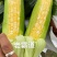 11号加甜白糯精品水果玉米，货源充足，颗粒饱满，欢迎选购